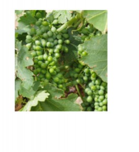 Green Grapes Picture