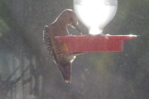 Gila Woodpecker Getting A Drink Of Nectar