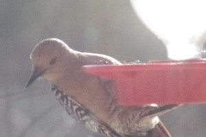 Gila Woodpecker landing on feeder