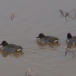 Green Winged Teal Picture