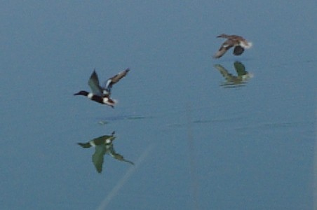 Ducts in Flight Picture