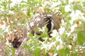 San Pedro River  Birding - BT Sparrow picture