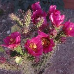 Cane Cholla flower Picture