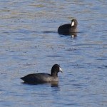 American Coot Picture