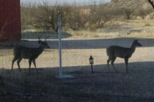 Mule deer are frequent visitors to Down By The River.