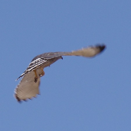 Southeastern Arizona Gray Hawk Picture