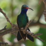 birding at Paton Hummingbird Haven