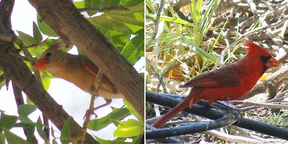 Birding at Paton hummingbird haven picture