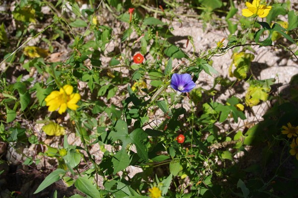 Southeast Arizona Wildflower Pictures
