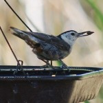 Birding at Paton Hummingbird Haven