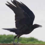 The Common Raven flying picture