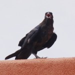 Common Raven Picture