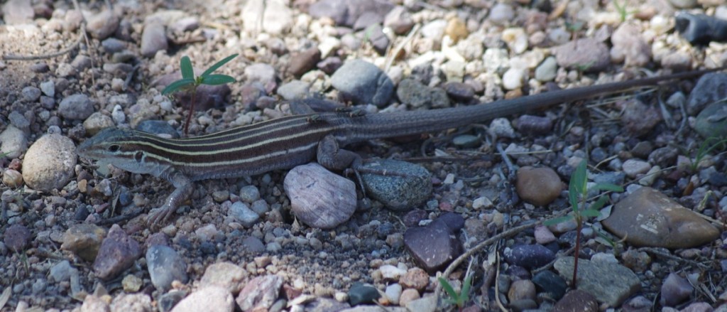 Cochise County Lizards
