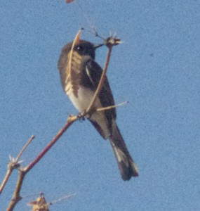 Black Phoebe