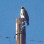 Fuertes' Sub Spec of Red Tail Hawk