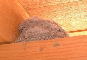 nest
