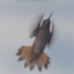 Rufous Hummingbird in flight