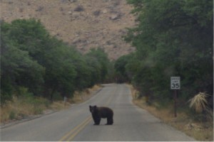 Brown Bear on The Road Brown Bear on The Road