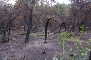 Fire Damage on Trail Fire Damage on the Trail