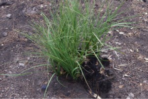 Grass Regrowth From Stump Grass Regrowth From Stump