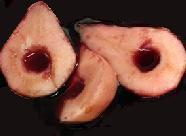Pears in Cranberry Juice