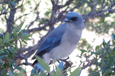 chiricahua monument national jay mexican bnb picnic watching lunch eat area