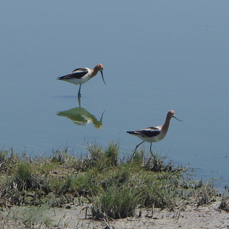 Southeast Arizona Bird Migration Found In The San Pedro River Valley