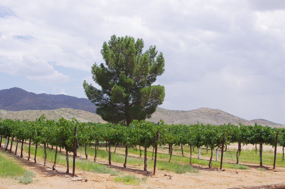 Willcox Bench Wineries Produce Award Winning Wine here in Southeast AZ Down by the River Bed and