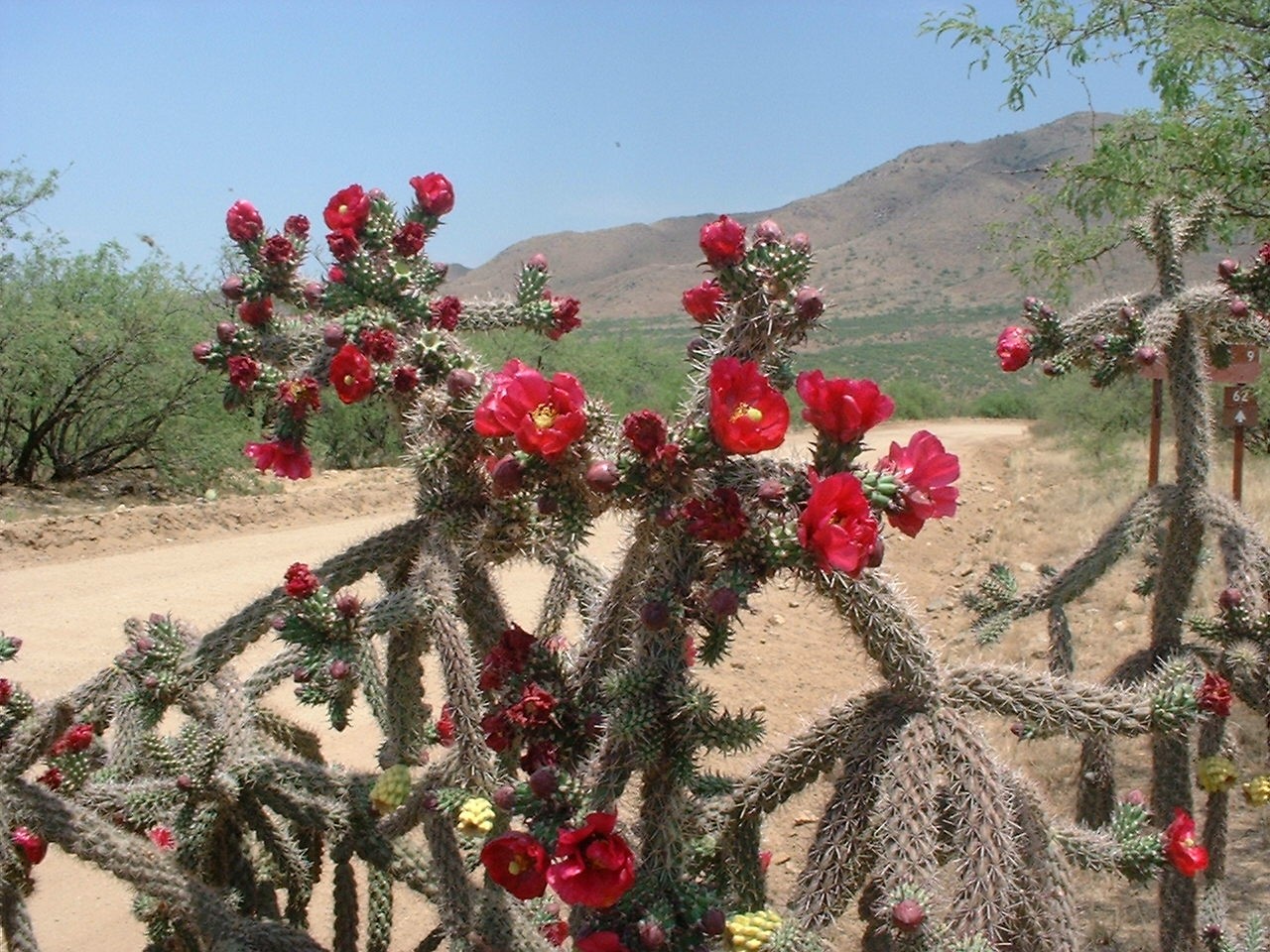Southeast Arizona Wildflowers Bloom After The Monsoons Start In July Down by the River Bed and