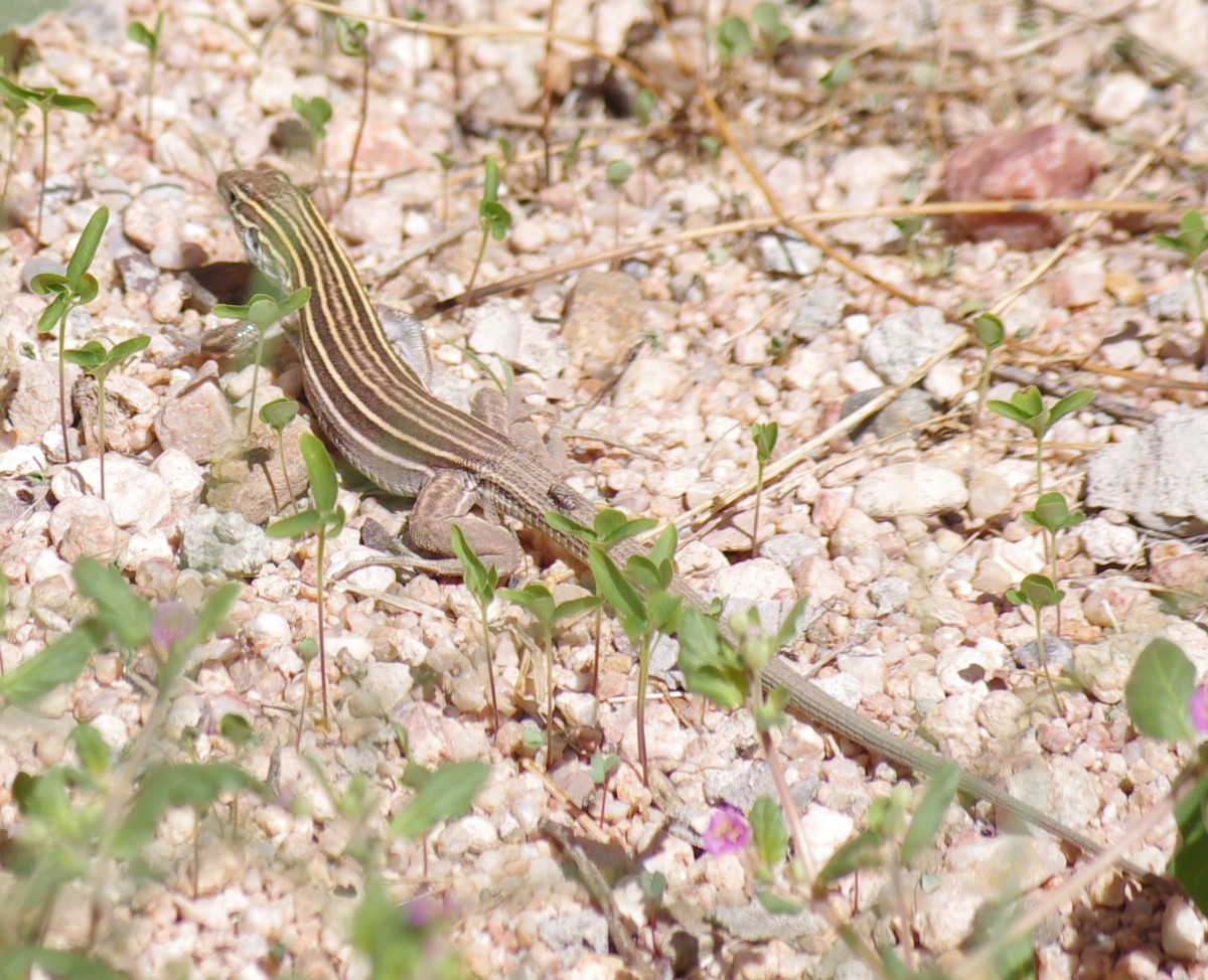 Cochise County Lizards fun to watch while you sit on the patio. Down
