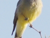 cassin-king-bird-look-left-4x3