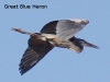 great-blue-heron-in-flight