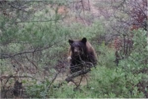 Brown Bear in The Brush