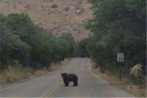 Brown Bear on The Road