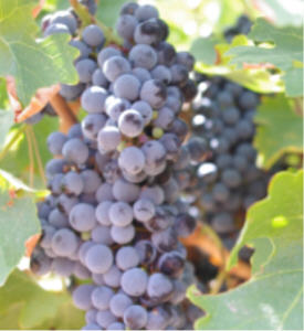 Petite Syrah grapes on the vine