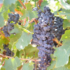 Grapes on the Vine Picture