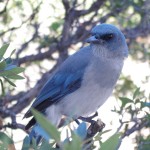 Mexican Jay Picture