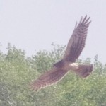 Northern Harrier in Flight picture