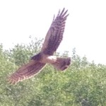Northern Harrier Picture