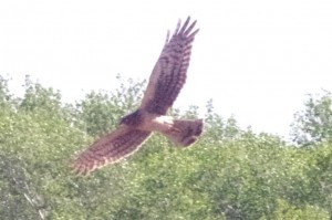 Northern Harrier Picture