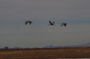 Sand Hill Cranes returning picture