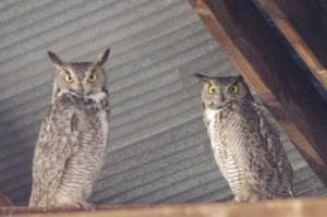 Great Horned Owls Picture