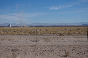 Sand Hill Cranes in Field