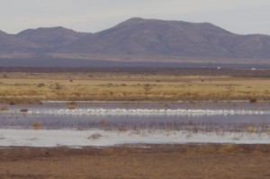 Snow Geese Picture