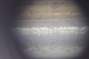 Snow Geese Picture 
