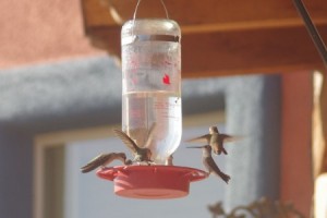 Hummingbird feeder picture