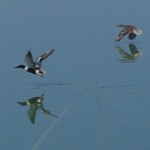 Ducks in Flight Picture