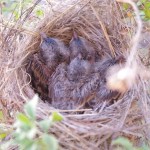 Four BT sparrows in nest picture.