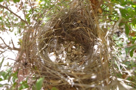 Empty nest Picture