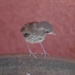 Young Black-Throated Sparrow Picture